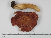 登錄號:F0008256藏品圖，第1張