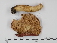 登錄號:F0008256藏品圖，第3張