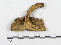 登錄號:F0008257藏品圖，第3張