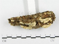 登錄號:F0008260藏品圖，第4張