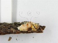 登錄號:F0008261藏品圖，第5張