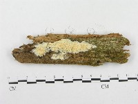 登錄號:F0008262藏品圖，第1張