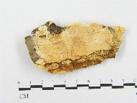 登錄號:F0008264藏品圖，第1張