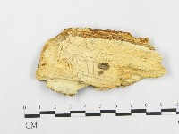 登錄號:F0008264藏品圖，第3張