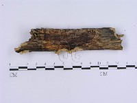 登錄號:F0008266藏品圖，第1張