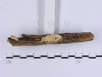 登錄號:F0008266藏品圖，第3張