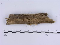登錄號:F0008266藏品圖，第4張