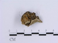 登錄號:F0008267藏品圖，第1張