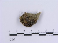 登錄號:F0008267藏品圖，第3張