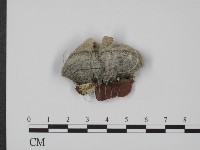 登錄號:F0008274藏品圖，第3張
