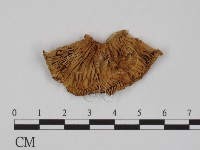 登錄號:F0008275藏品圖，第1張