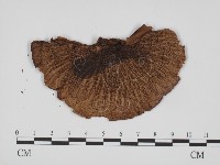 登錄號:F0008276藏品圖，第3張