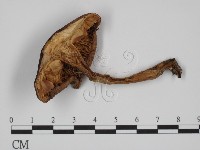 登錄號:F0008277藏品圖，第3張