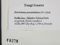 登錄號:F0008278藏品圖，第2張