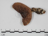 登錄號:F0008278藏品圖，第1張