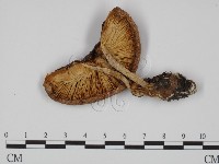 登錄號:F0008278藏品圖，第3張