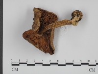 登錄號:F0008279藏品圖，第3張