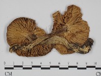 登錄號:F0008280藏品圖，第1張