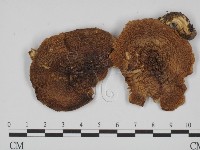 登錄號:F0008280藏品圖，第3張