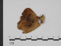 登錄號:F0008281藏品圖，第1張