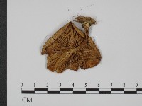 登錄號:F0008281藏品圖，第3張