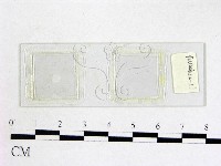 登錄號:F0008283藏品圖，第1張