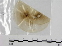 登錄號:F0008284藏品圖，第1張