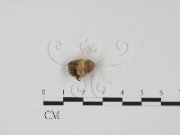 登錄號:F0008285藏品圖，第1張