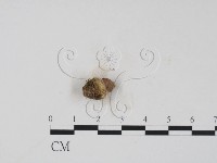 登錄號:F0008285藏品圖，第3張