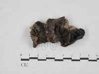 登錄號:F0008286藏品圖，第1張