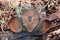 登錄號:F0008286藏品圖，第4張