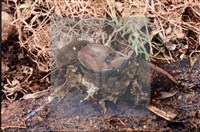 登錄號:F0008286藏品圖，第5張