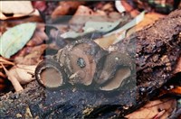 登錄號:F0008286藏品圖，第6張