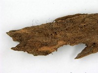 登錄號:F0008288藏品圖，第3張