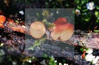 登錄號:F0008290藏品圖，第4張