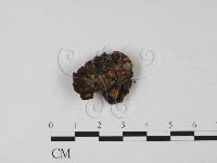 登錄號:F0008291藏品圖，第1張