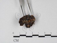 登錄號:F0008291藏品圖，第3張