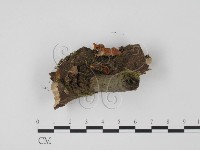 登錄號:F0008292藏品圖，第3張