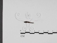 炭角菌屬藏品圖，第1張