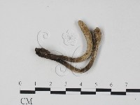 登錄號:F0008295藏品圖，第1張