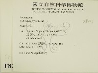 炭角菌屬藏品圖，第2張