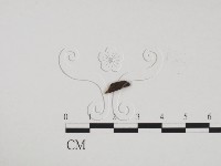 炭角菌屬藏品圖，第3張