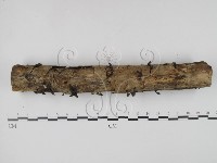 登錄號:F0008299藏品圖，第1張