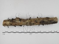 登錄號:F0008299藏品圖，第3張