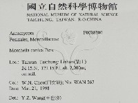 尖頂羊肚菌藏品圖，第2張