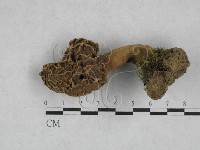 尖頂羊肚菌藏品圖，第1張