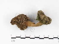 尖頂羊肚菌藏品圖，第3張