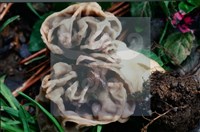 尖頂羊肚菌藏品圖，第4張