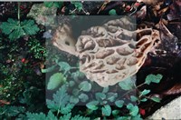 尖頂羊肚菌藏品圖，第5張