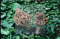 尖頂羊肚菌藏品圖，第6張